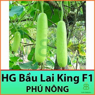 Hạt Giống Bầu Lai King F1 Sai Trái, Dễ Trồng