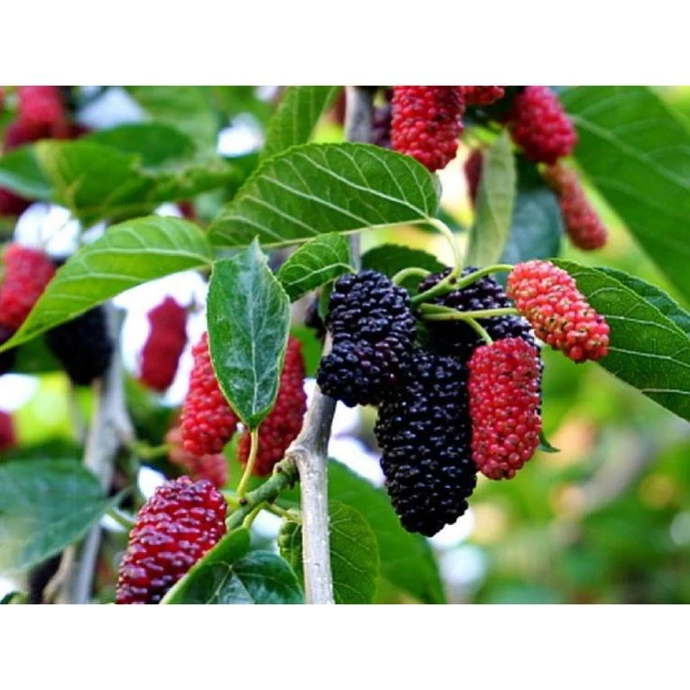 Hạt Giống Dâu Tằm Chịu Nhiệt (50H) - Dễ Trồng, Giàu Vitamin, Năng Suất Cao - MUA 3 TẶNG 1 CÙNG LOẠI