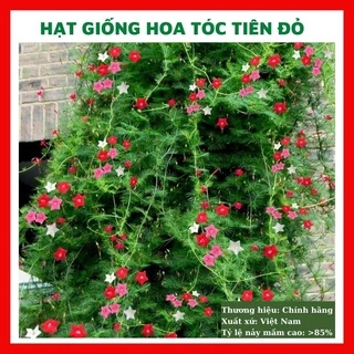 Hạt giống hoa tóc tiên đỏ - rau củ quả trồng chậu, sân vườn ban công nảy mầm cao 10 hạt