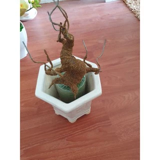 gốc bonsai 25cm 35k