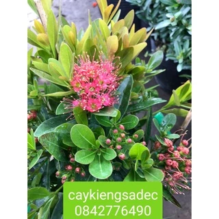 Caykiengsadec- Mai thái hồng+tặng phân bón cho cây- hoa lá cây kiểng-