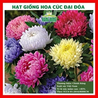 Hạt giống hoa cúc đại đóa nhiều màu - rau củ quả trồng chậu, sân vườn ban công nảy mầm cao 0,1g RADO801