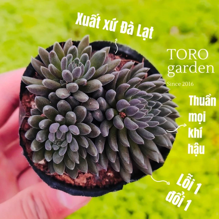 Sen đá nhím đen Đà Lạt size bé cây cảnh trang trí nhà cửa Toro garden