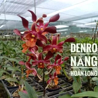 Denro nắng hoán long