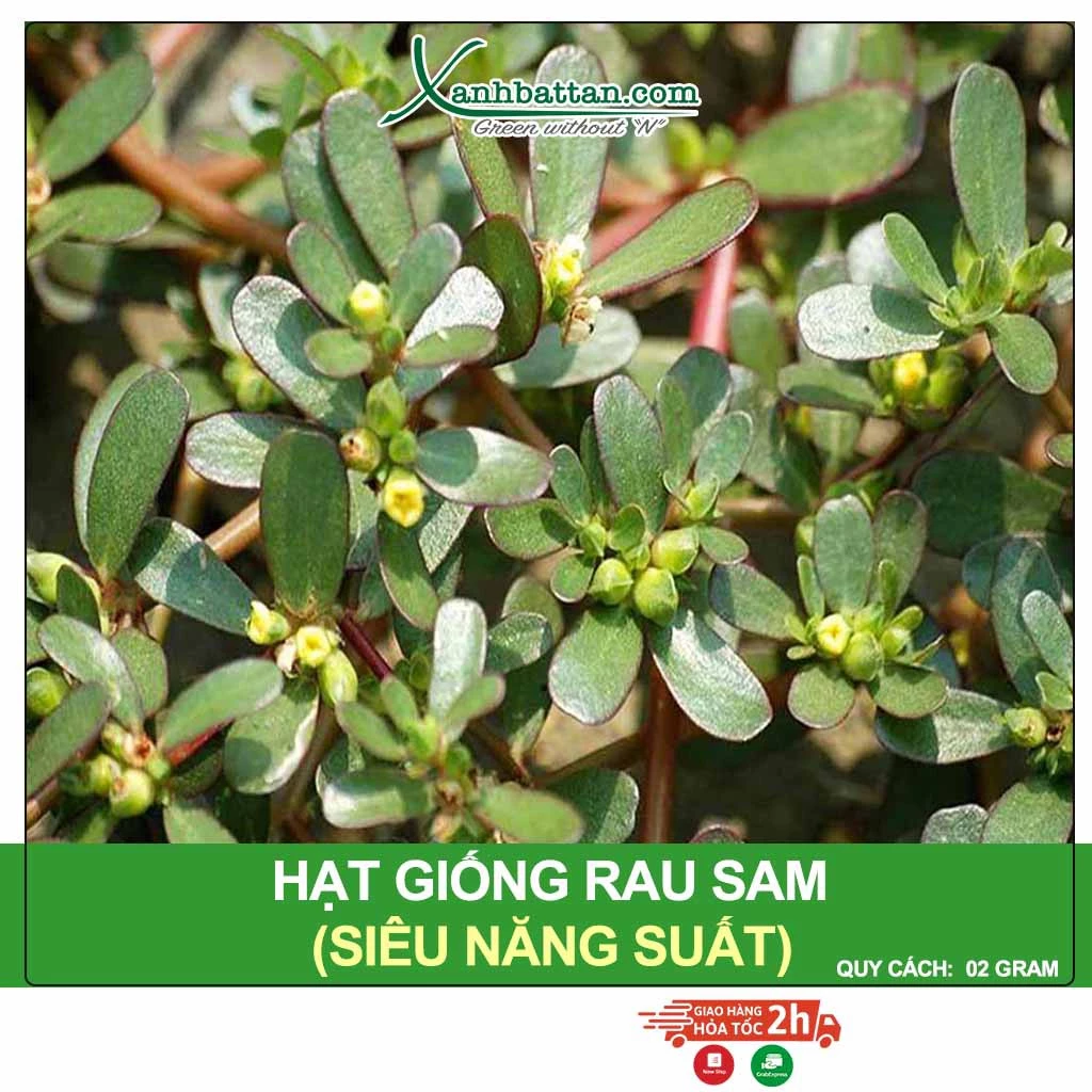 Hạt Giống Rau Sam - Siêu Năng Suất, Hạt Nảy Mầm Nhanh