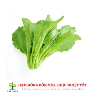 Hạt giống cải bẹ xanh mỡ 20g (lá to,vị ngọt, có mùi thơm)