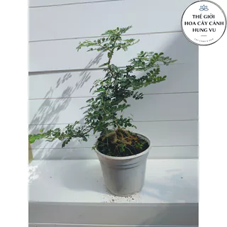 Cây cần thăng bonsai cao 30-40cm ảnh thật số 2.