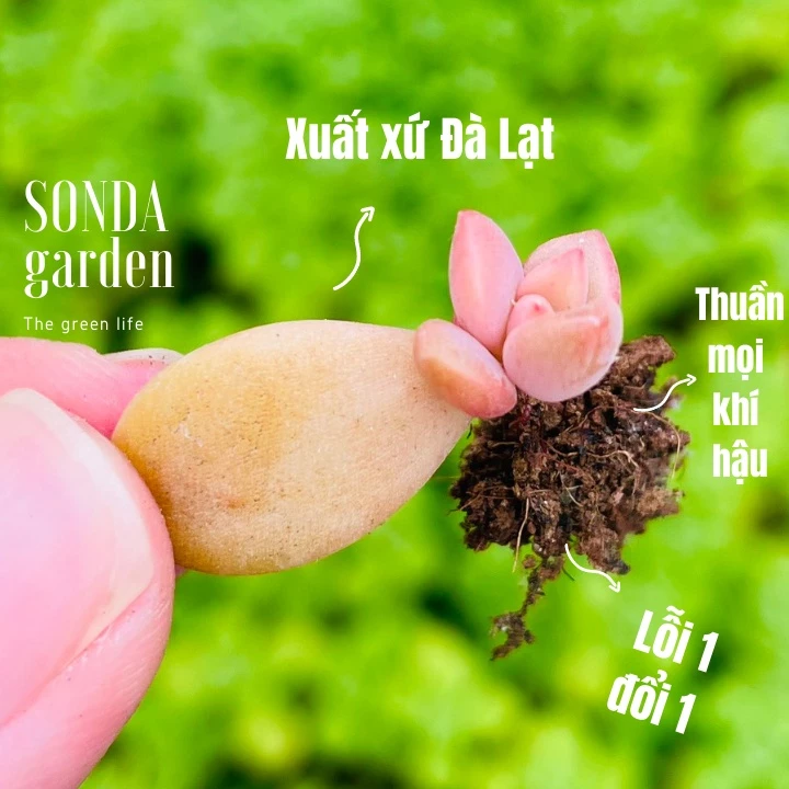 Lá mầm sen đá đá nâu SONDA GARDEN (5 mầm), xuất xứ Đà Lạt, khoẻ đẹp, lỗi 1 đổi 1