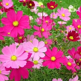 Hạt giống hoa sao nhái kép , hoa kép, cây thấp, thích hợp trồng quanh năm, đủ nắng, nhiều màu, cao 25-30 cm