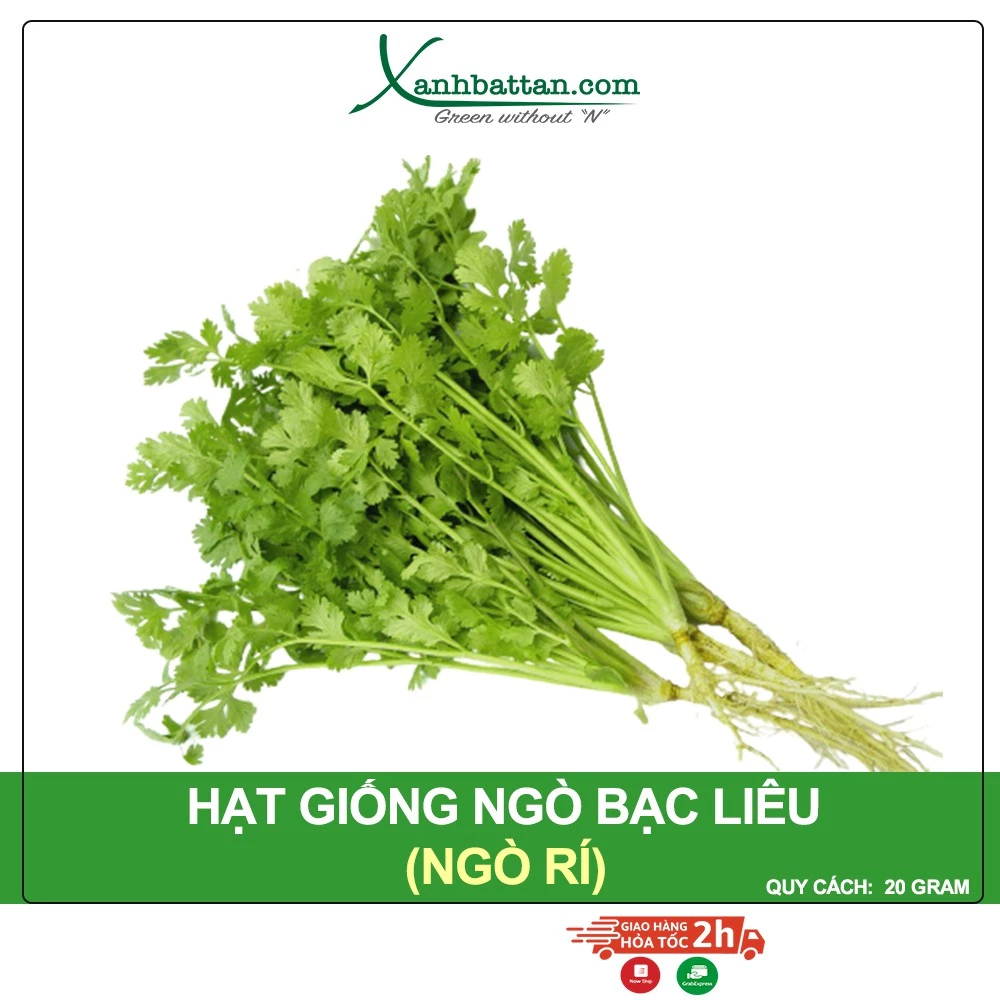 Hạt Giống Ngò Bạc Liêu Phú Nông Gói 20 Gram