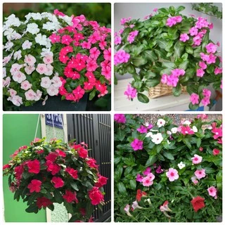 Gói 100 hạt giống hoa dừa cạn rủ nhiều màu ( Vinca Trailing )