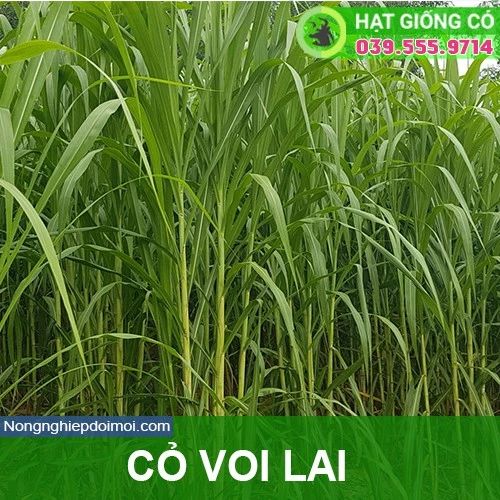 Hạt Giống Cỏ Voi Lai- Gói 50g - Hạt giống Cỏ Chăn Nuôi - Cỏ Họ Ngô