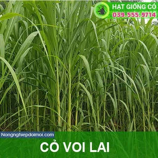 Hạt Giống Cỏ Voi Lai- Gói 100g - Cỏ Chăn Nuôi