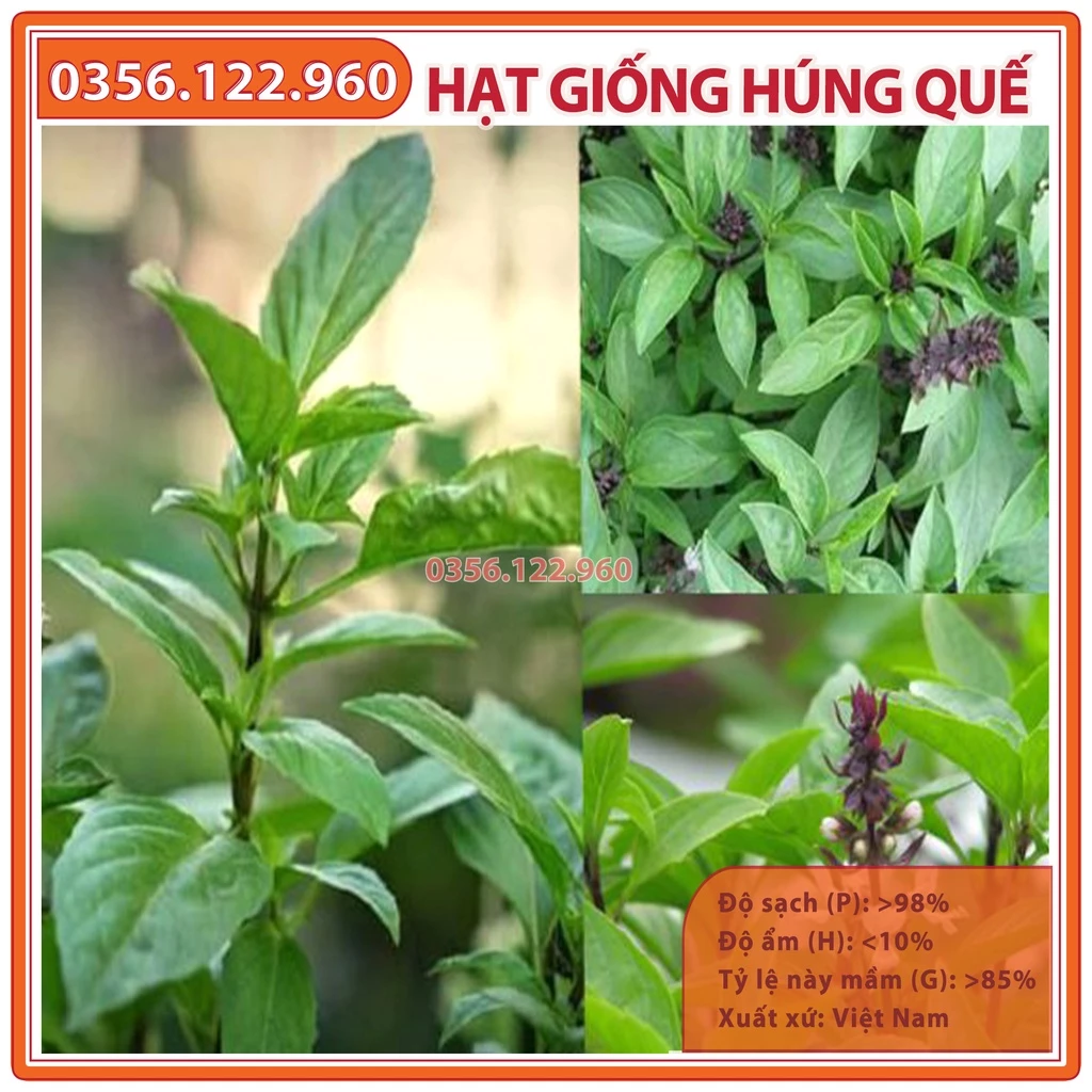 Hạt giống rau húng quế, húng chó - gói 10g