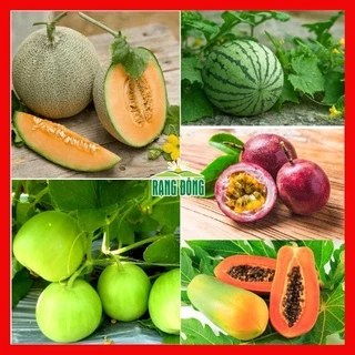 Hạt giống rau củ quả COMBO 5 loại quả trồng chậu, vườn dễ chăm sóc, tỷ lệ nảy mầm cao RADO