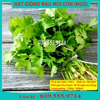 HẠT GIỐNG RAU MÙI ( NGÒ ) GÓI 20GRAM, DỄ TRỒNG NHANH ĂN