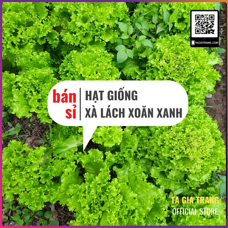 [Bán sỉ] - Hạt giống xà lách xoăn xanh, trồng thả ga