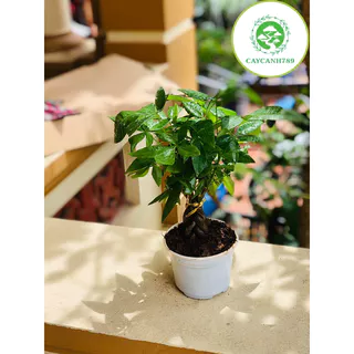 Cây kim ngân bonsai thắt bím- Cây phong thủy để bàn