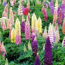 Hạt Giống Hoa Đậu Lupin 50 Hạt