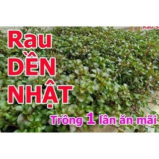 Chậu rau dền Nhật - c5- trồng 1 lần ăn mãi