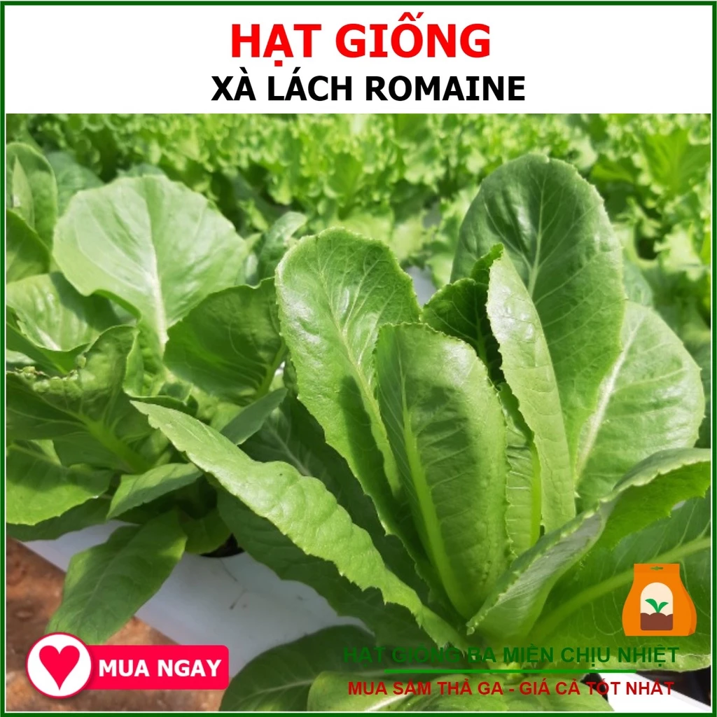 Hạt Giống Xà Lách Romaine Chịu Nhiệt 2 Gram