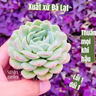 Sen đá thanh cúc SONDA GARDEN size bé 5-8cm, cây cảnh trang trí nhà cửa, lỗi 1 đổi 1