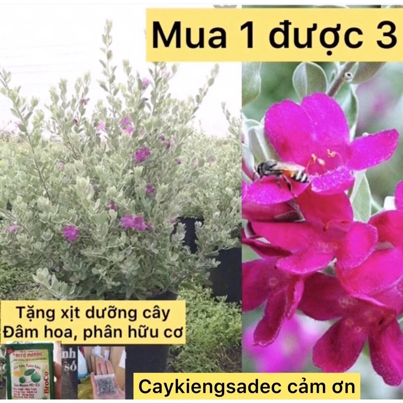 caykiengsadec Cây Tuyết Sơn phi Hồng tặng phân bón-cây hoa công trinh-trang trí nội thất cảnh quan sân vườn ngoài trời