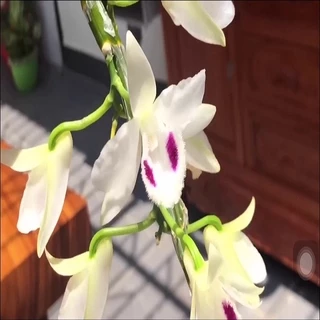 Hoa lan -5ct ngọc sơn cước + Tặng 02 cây nhót ngọt