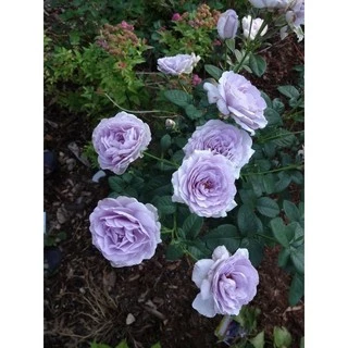 cây hoa Hồng BLUE BAJOU ROSE