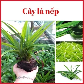 Cây lá nếp (lá dứa, nếp thơm) để đồ xôi, tạo màu( ảnh thật hình cuối)