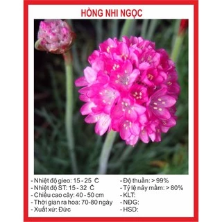 Hạt Giống Hoa Hồng Nhi Ngọc Mix 50 Hạt