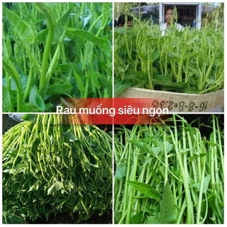 Hạt giống rau muống siêu ngọn Thái Lan cao sản