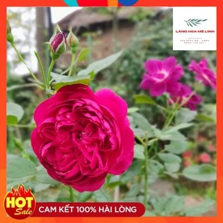 Hoa hồng bụi Autumn Rouge xứ Nhật[🖕SIÊU THƠM- SIÊU HOT🖕]utumn Rouge có màu đỏ tím merlot, cánh kép, đặc tính bụi.