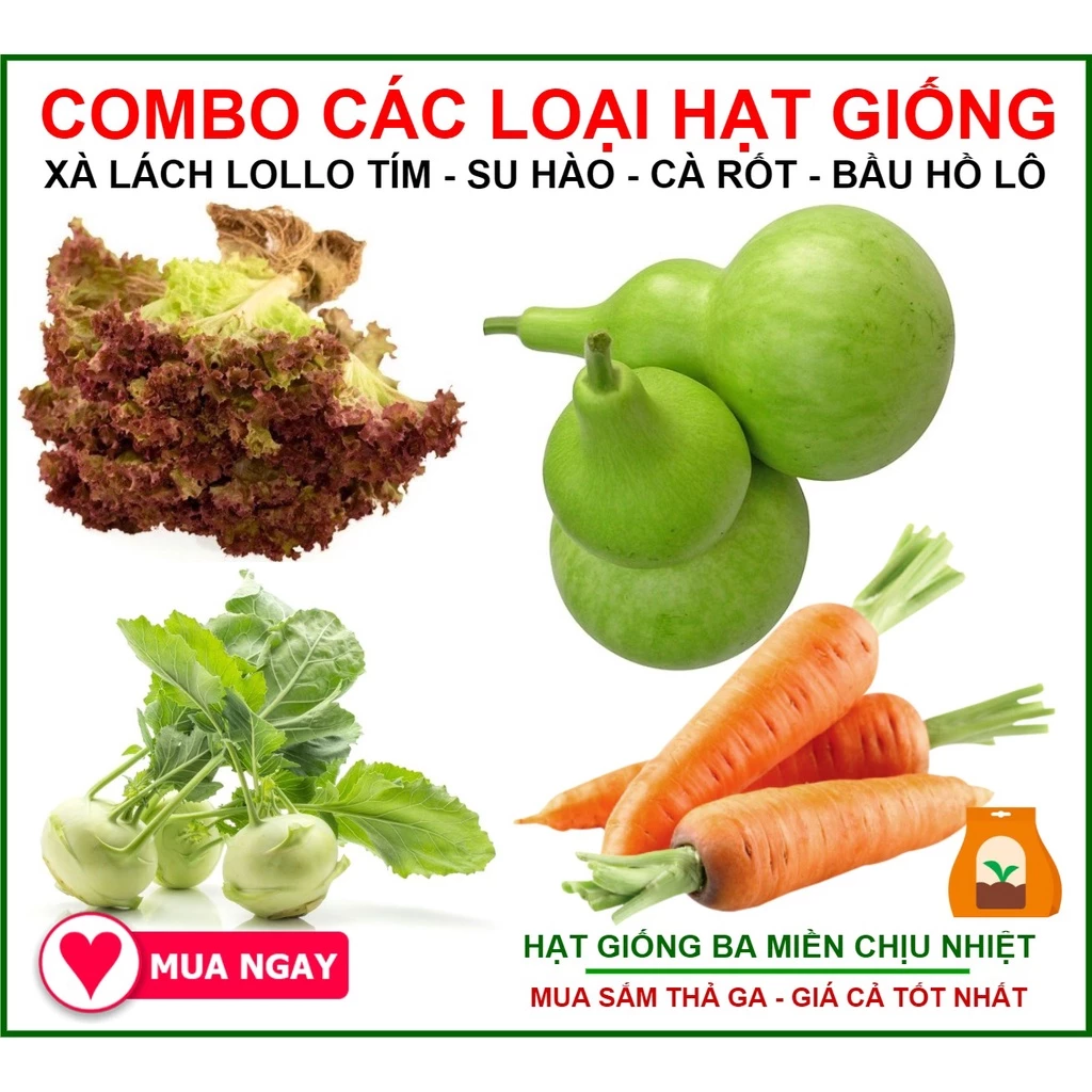 Combo 4 Loại Hạt Giống Su Hào Xanh, Cà Rốt, Bầu Hồ Lô, Xà Lách Lollo Tím