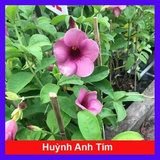 Cây huỳnh anh tím giống mới - caykiengsadec