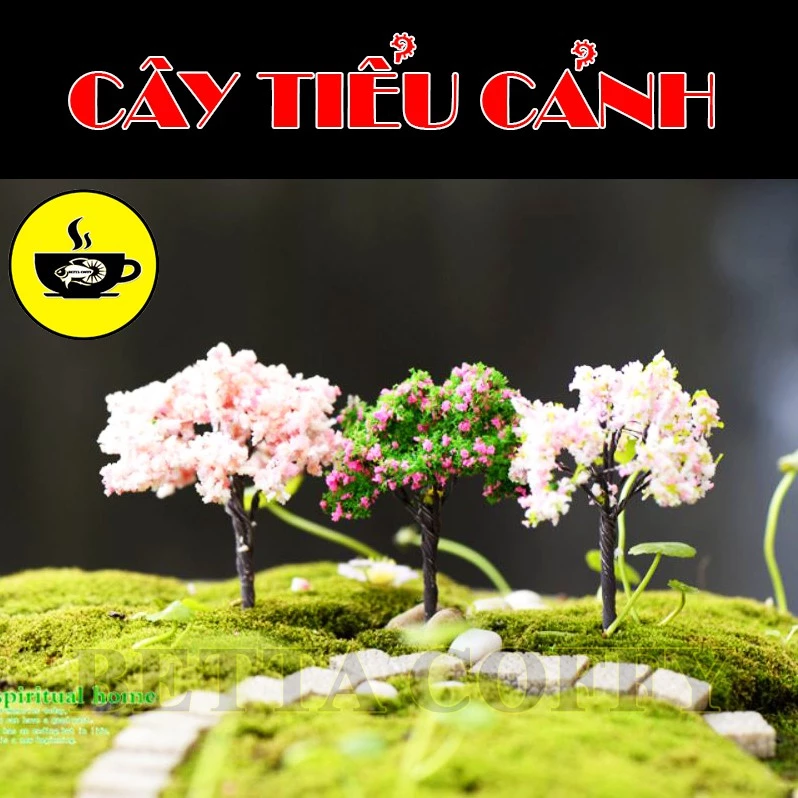 Các loại cây xanh làm tiểu cảnh khu rừng đồng cỏ - Cây Không Đế Cắm Nền