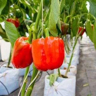 Hạt ớt chuông đỏ / Capsicum  15h