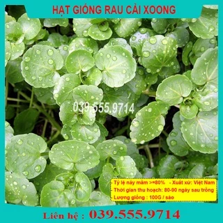 Hạt Giống Rau Cải Xoong ( cải Xong) trồng tại vườn, sân thượng, nông trang