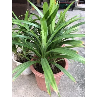 Cây lá nếp size trung (ảnh thật) cao 20cm