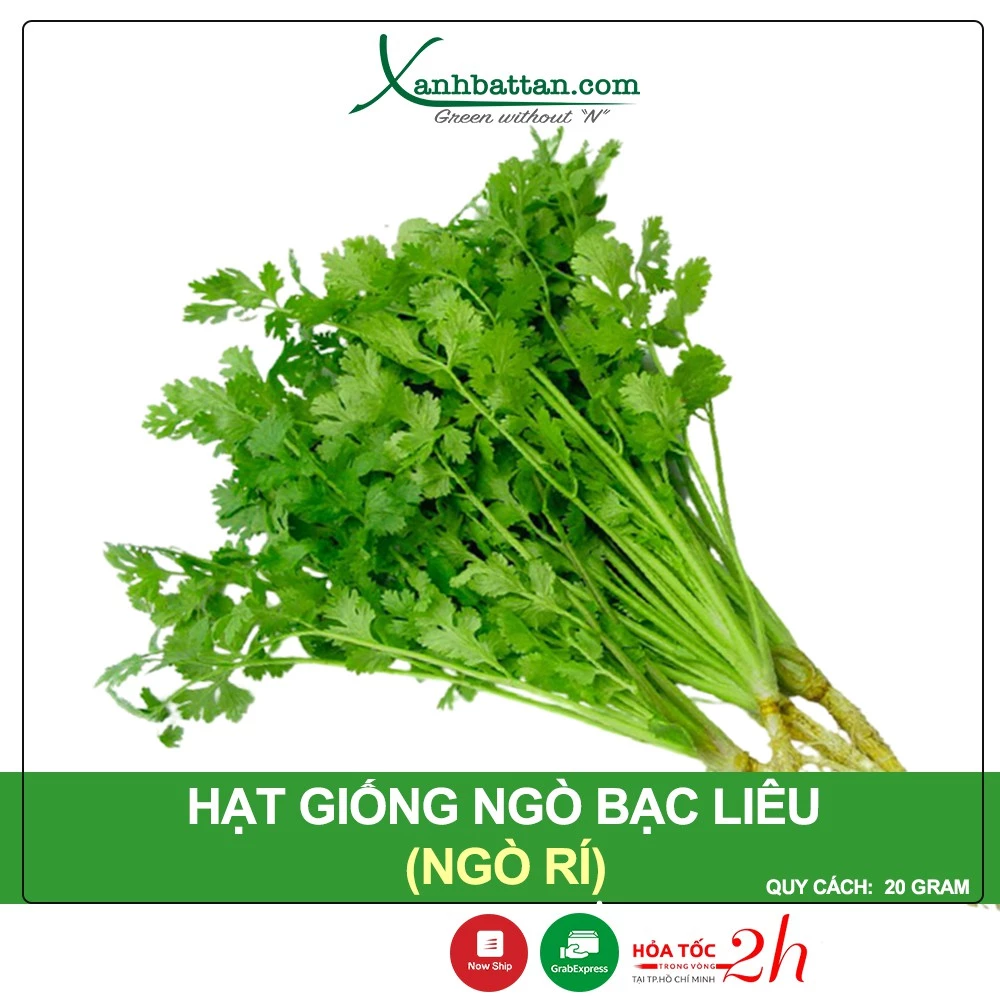 Hạt Giống Ngò Bạc Liêu Phú Nông Gói 20 Gram