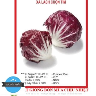 Xà Lách Cuộn Tím 50 HẠT