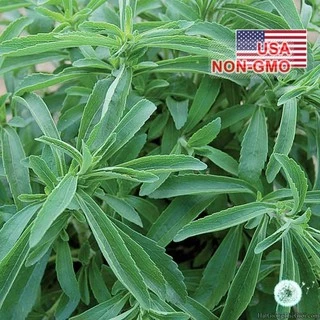 50.HẠT Hạt Giống Cỏ Ngọt Stevia (| C26*V32)