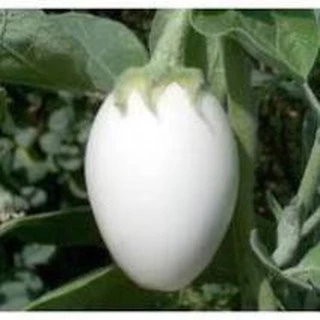 30 hạt giống cà trắng trứng siêu quả TẶNG KÈM PHÂN VÀ KÍCH MẦM