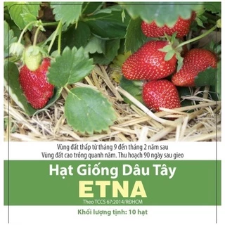 Hạt giống dâu tây