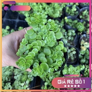 sedum vảy cá, size bầu, sen đá Đà Lạt