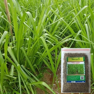 Giống Cỏ Paspalum - Giống Cỏ Chăn Nuôi Chịu Đất Ngập Nước (Gói Nhỏ)