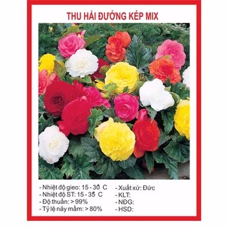 Hạt Giống Hoa Thu Hải Đường kép Mix 5 Hạt