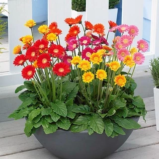 Hạt giống hoa Đồng Tiền Kép 30 Hạt Outsidepride Gerbera Daisy Flower Seed Plant Mix