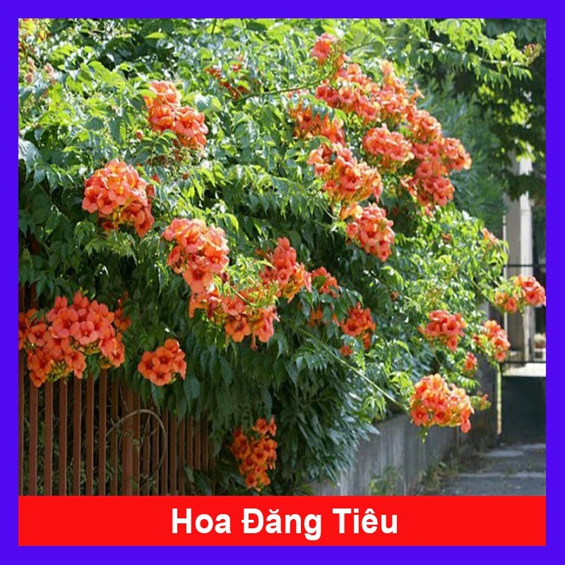 Cây hoa đăng tiêu - Cây cảnh sân vườn