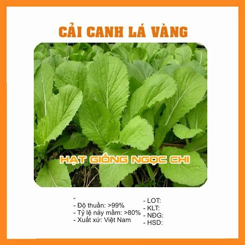 Hạt Giống Rau Cải Canh Lá Vàng - 20Gr~4000 Hạt